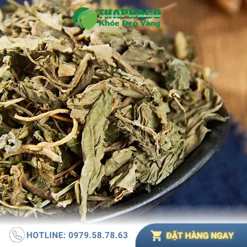 Cách pha trà mã đề sấy khô thơm ngon, bổ dưỡng