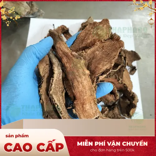 Hình ảnh móp gai tươi, thảo dược hữu cơ tự nhiên