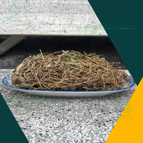 Hình ảnh cây Sài đất tươi với thân và lá xanh mướt, hoa màu vàng nhỏ, mọc bò trên mặt đất.