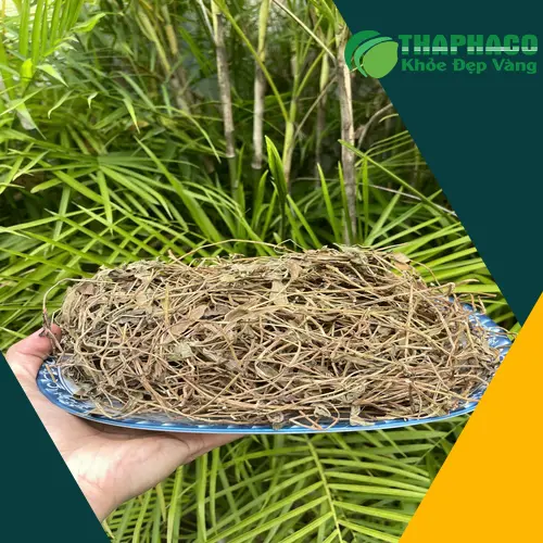 Hướng dẫn chuẩn bị và pha chế sài đất sấy khô
