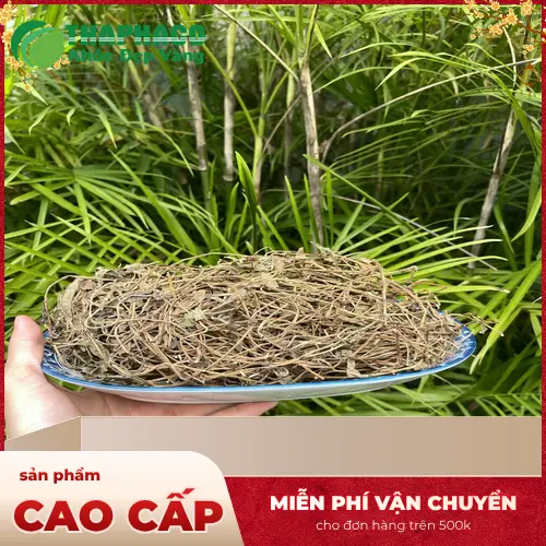 Một chùm hoa Sài đất màu vàng tươi, nở rộ trên nền lá xanh biếc, tượng trưng cho dược tính của cây.