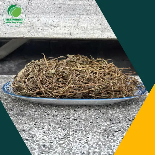 Hình ảnh cây sài đất tươi và khô chuẩn bị sấy