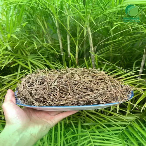Hình ảnh sài đất tươi và sài đất khô nguyên chất