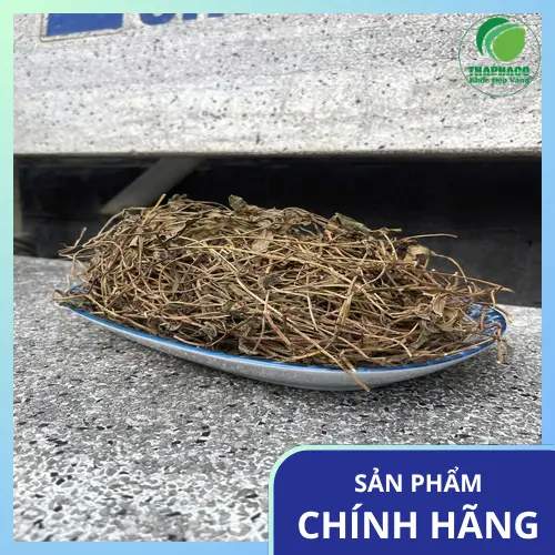 Một bó Sài đất tươi đã được thu hoạch, sẵn sàng cho việc sơ chế và sử dụng.