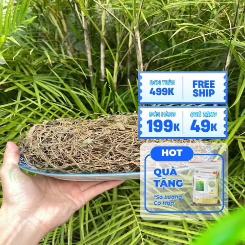Sài đất sấy khô đã được đóng gói và kiểm định