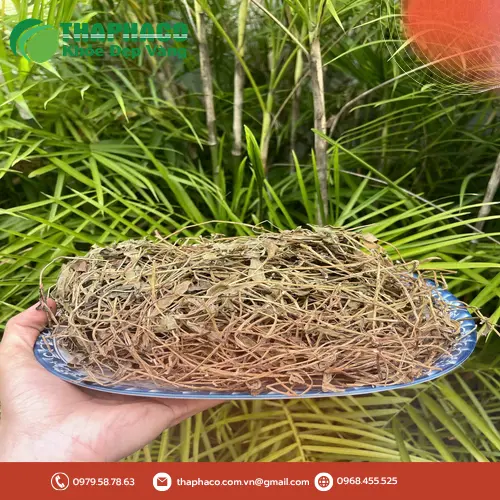 Sài đất khô đóng gói cẩn thận tại Dược Liệu Tấn Phát