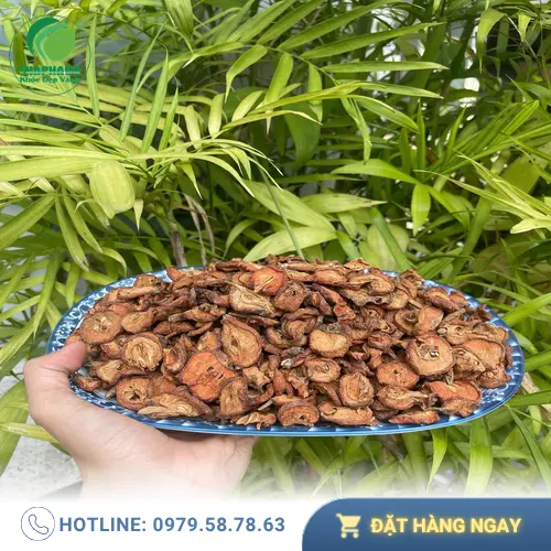 Chuyên gia Dược Liệu Tấn Phát kiểm tra chất lượng táo mèo sấy khô.