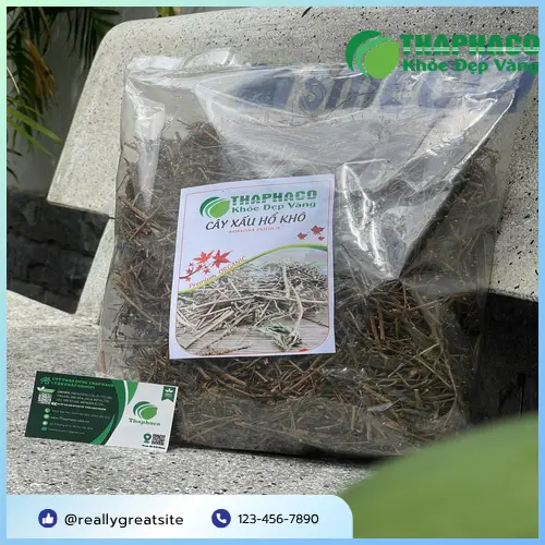 Cây xấu hổ (Mimosa pudica) trong tự nhiên