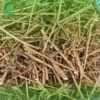 Đại lý bán sỉ cây xấu hổ sấy khô tại TP.HCM - Dược Liệu Tấn Phát