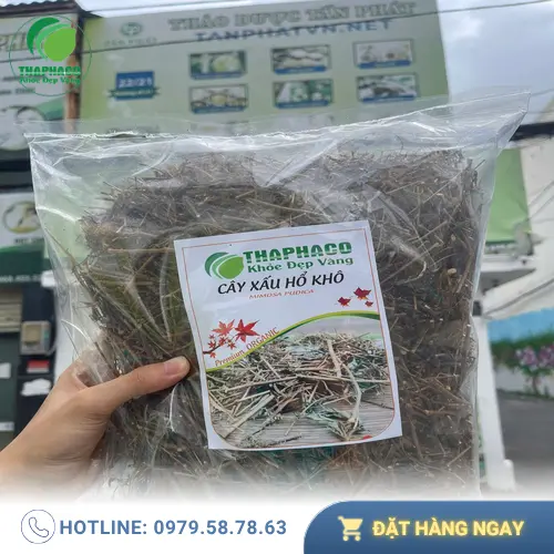 Cây Xấu Hổ Khô: Mua ở đâu uy tín, chất lượng tại TP.HCM?