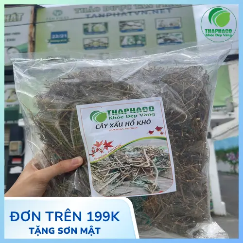 Hình ảnh cây xấu hổ - một loại thảo dược quý giúp ngủ ngon