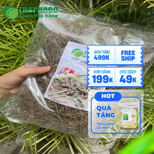 Trà cây xấu hổ khô chuẩn bị pha