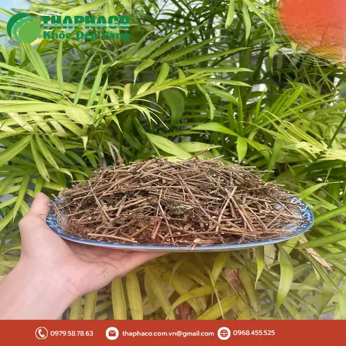 Công dụng của cây xấu hổ trong việc hỗ trợ giấc ngủ
