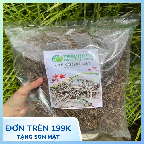 Vườn cây xấu hổ tươi tốt tại THAPHACO