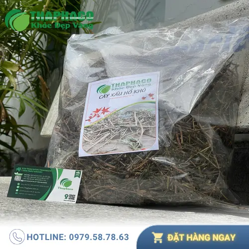 Cây xấu hổ được bảo quản đúng cách tại Dược Liệu Tấn Phát