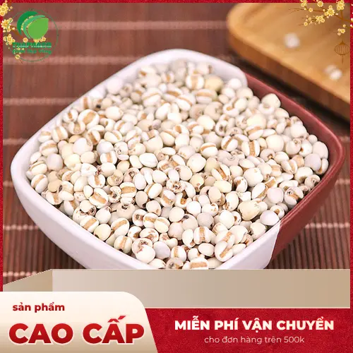 Ý dĩ tươi sạch tại Dược Liệu Tấn Phát, sẵn sàng cho món chè dưỡng nhan.