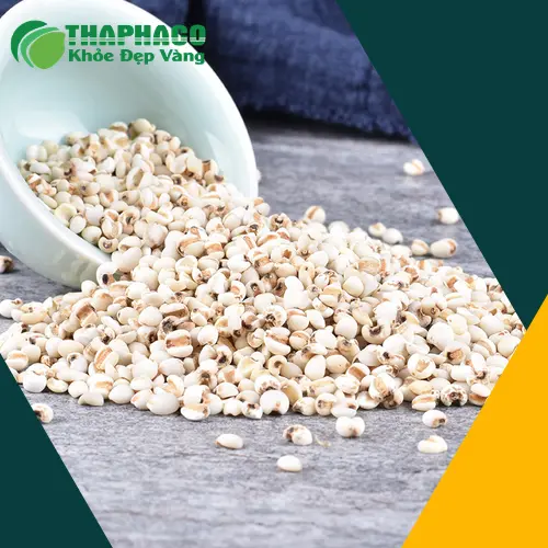 Mua Ý Dĩ Chất Lượng Cao Ở Đâu? Chuyên Gia THAPHACO Giải Đáp