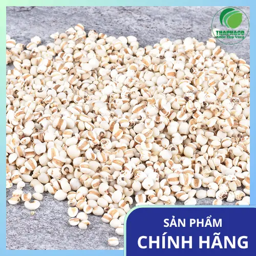 Quy trình chế biến Ý Dĩ tại Dược Liệu Tấn Phát