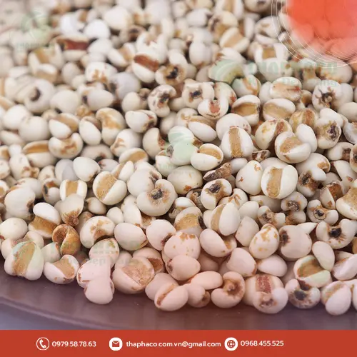 Ý dĩ tươi và ý dĩ khô chuẩn bị cho quá trình chế biến