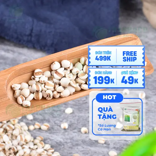 Ý dĩ chất lượng cao từ Dược Liệu Tấn Phát – Đảm bảo nguồn gốc và an toàn