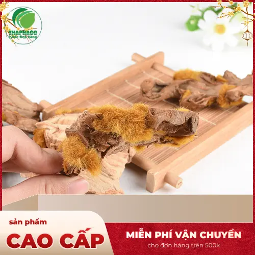 Cận cảnh cẩu tích chất lượng cao tại Dược Liệu Tấn Phát