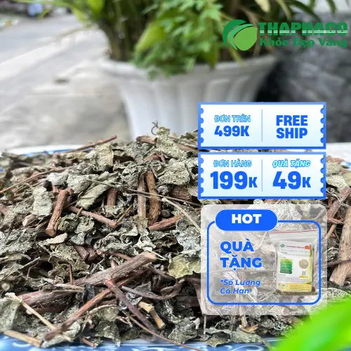 Quy trình thu hái và sơ chế chè dây tại THAPHACO