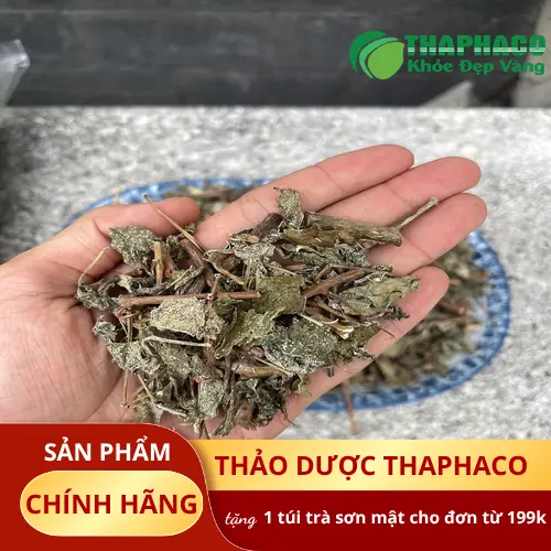 Cơ chế hỗ trợ của chè dây với dạ dày