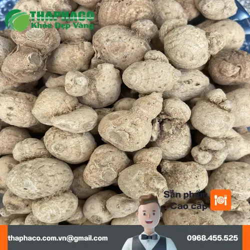Địa chỉ bán sỉ củ tam thất nam tận gốc tại TP.HCM