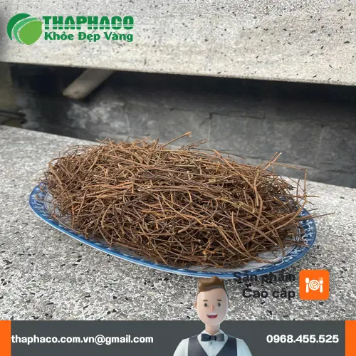 Dây tơ hồng được phơi khô tự nhiên, đảm bảo chất lượng