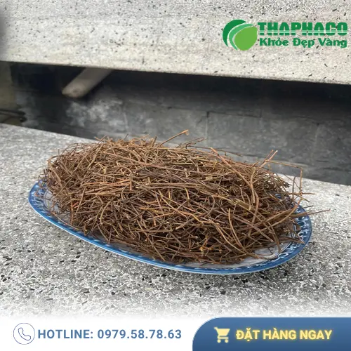 Dây tơ hồng tươi và khô