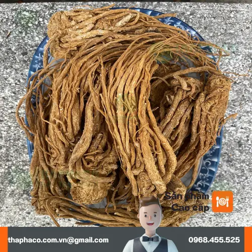 Rễ Đương quy đã được sơ chế và cắt lát, sẵn sàng để sử dụng trong các bài thuốc hoặc pha trà thảo mộc.