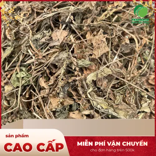 Mã đề sấy khô với nhiều công dụng tốt cho sức khỏe