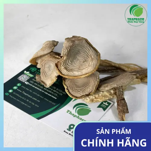 Nấm lộc nhung sấy khô chất lượng cao tại THAPHACO