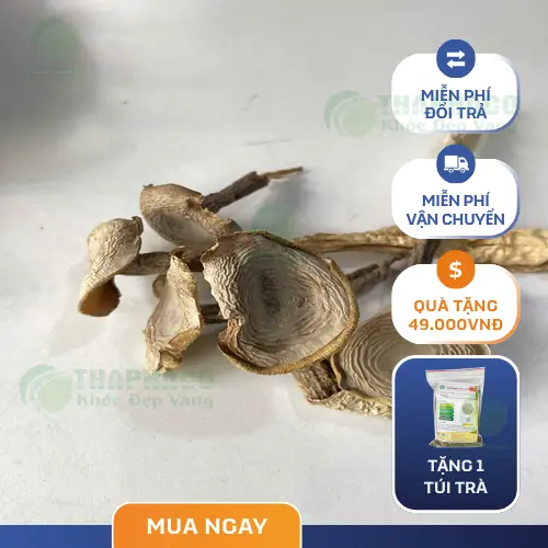 Các món ăn chế biến từ nấm lộc nhung