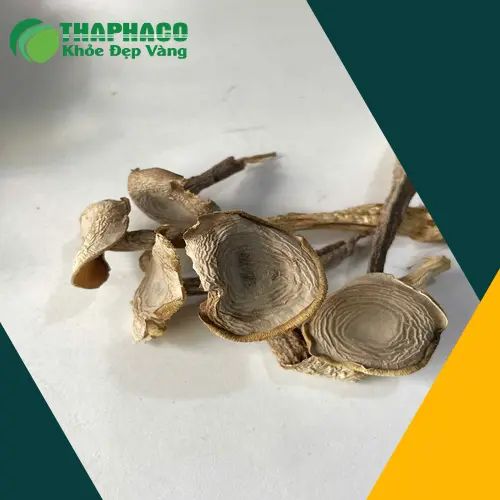 Nấm lộc nhung chất lượng cao tại THAPHACO