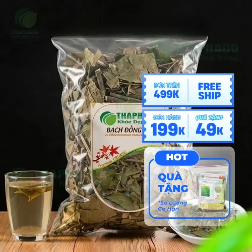 Hình ảnh cây Bạch Đồng Nữ trong tự nhiên