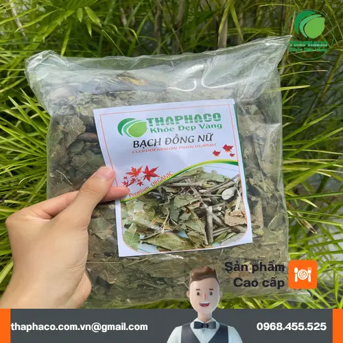 Rễ và lá cây Bạch Đồng Nữ được dùng làm thuốc