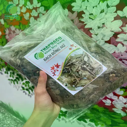 Bạch Đồng Nữ được dùng để hỗ trợ sức khỏe phụ nữ