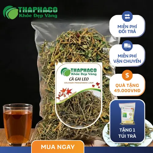 Thân cây Cà Gai Leo với gai nhọn và lá xanh