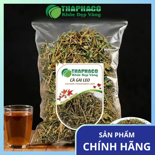 Cây Cà Gai Leo - Thảo dược quý cho sức khỏe gan