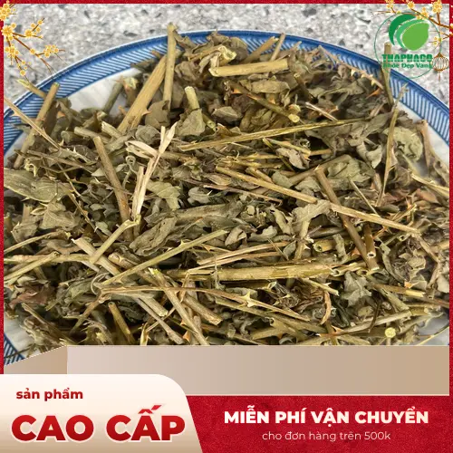 Cây cà gai leo tươi