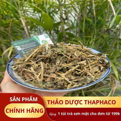Cà gai leo tươi xanh mướt