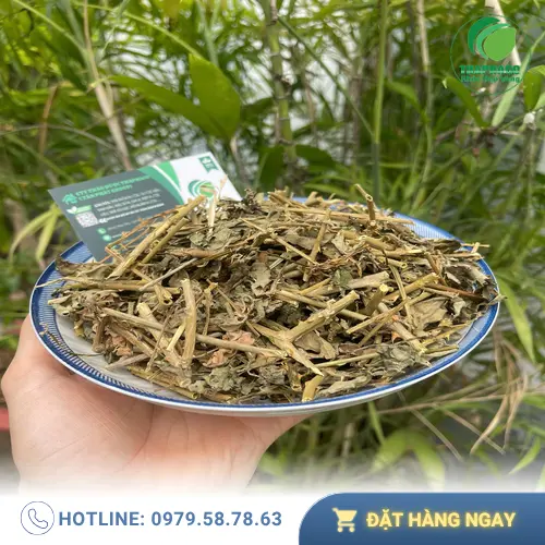 Hình ảnh cây cà gai leo, tổng quan về dược liệu