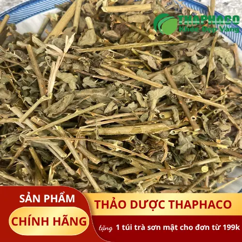 Nghiên cứu khoa học về Cà Gai Leo và tác dụng hỗ trợ gan