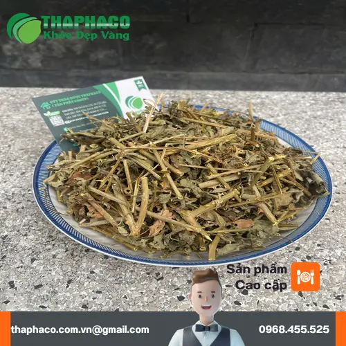 Quả Cà Gai Leo đỏ mọng