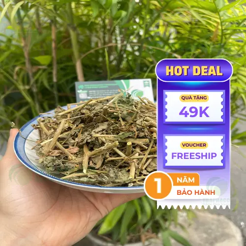 Người bị đau dạ dày cân nhắc khi dùng cà gai leo