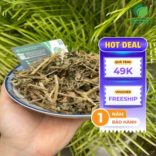 Quả Cà Gai Leo chín đỏ mọng