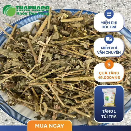 Công dụng hỗ trợ sức khỏe của cà gai leo