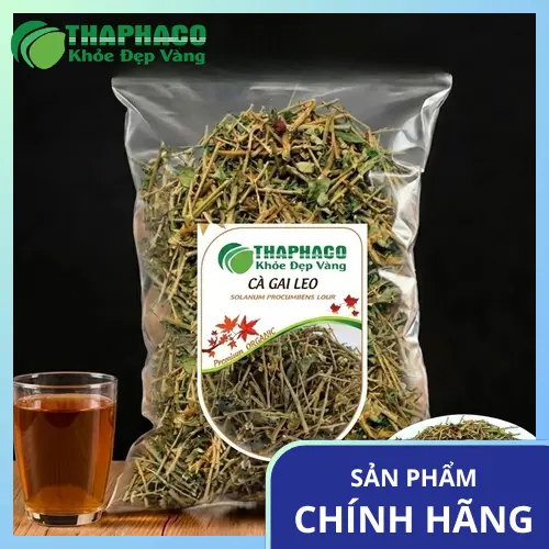 So sánh cà gai leo tươi và khô để chọn lựa