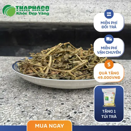 Những lưu ý khi dùng cà gai leo cho người đau dạ dày